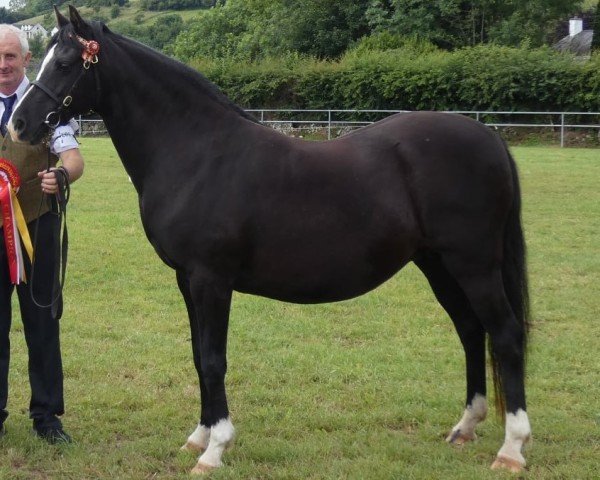 Zuchtstute Hilin Mona Lisa (Welsh Pony (Sek.B), 2006, von Hilin Etifedd)