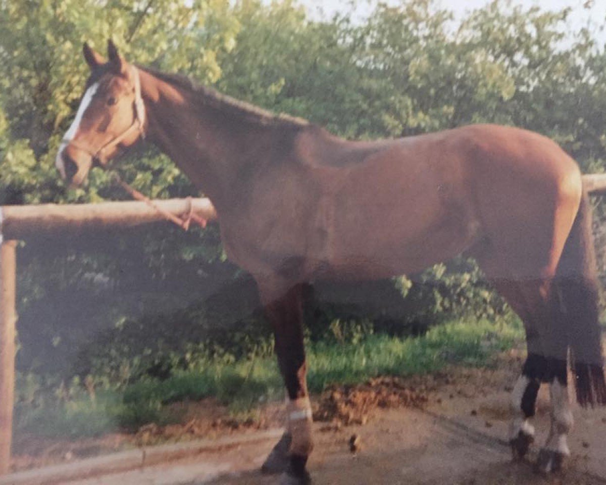 broodmare Rheinperle (Westphalian, 1985, from Rheingold)