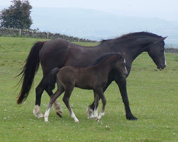 Zuchtstute Hilin Branwen (Welsh Pony (Sek.B), 1995, von Boston Bentick)