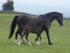 Zuchtstute Hilin Branwen (Welsh Pony (Sek.B), 1995, von Boston Bentick)