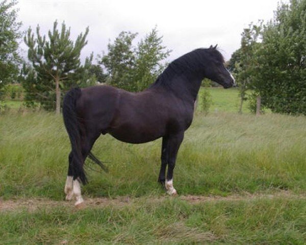 Deckhengst Hilin Glyndwr (Welsh Pony (Sek.B), 2000, von Carwed Charmer)