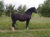 stallion Hilin Glyndwr (Welsh-Pony (Section B), 2000, from Carwed Charmer)