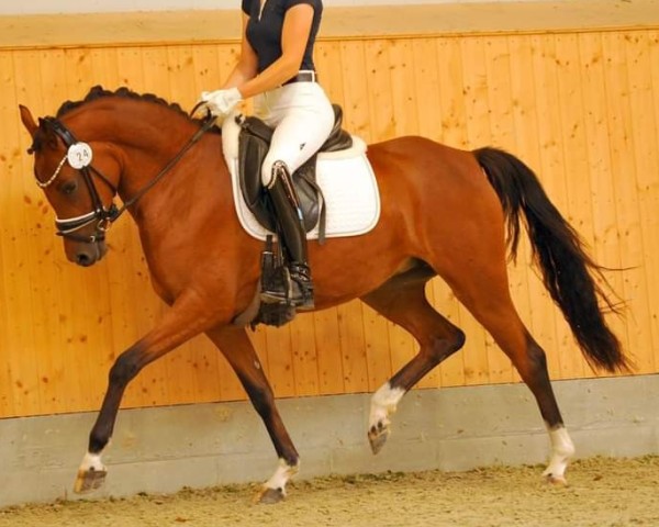 dressage horse Della Ciana VEC (German Riding Pony, 2021, from Dreidimensional AT NRW)