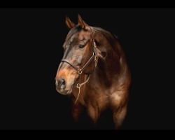 horse Rafallo 2 (Hanoverian, 2005, from Rabino)