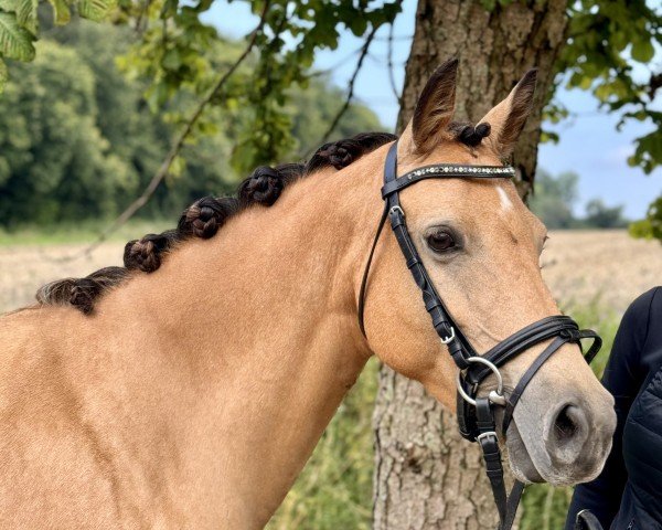 broodmare Hesselteichs A Dreamgirl (German Riding Pony, 2015, from A Gorgeous)