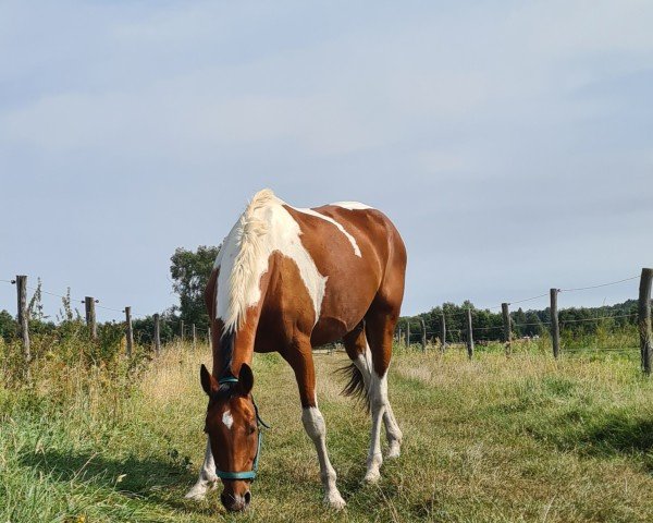 Springpferd Loverboy KW (Oldenburger Springpferd, 2018, von Louvre S)