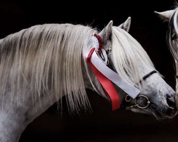 stallion Lendorfs Puzzle (Nederlands Appaloosa Pony, 2019, from In de Ban van Pjotr)