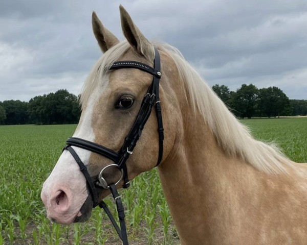 dressage horse Reitland's Namibia (German Riding Pony, 2013, from Reitland's Du oder Keiner)