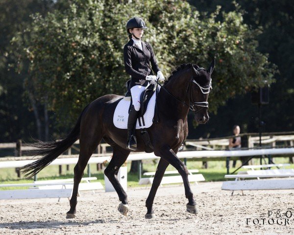 dressage horse Aznavour (Westphalian, 2015, from All At Once)