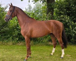 broodmare Fantastica (Oldenburg, 2020, from Elton John Dvb)