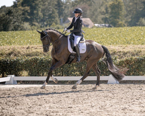 dressage horse Feiner Wilhelm (Oldenburg, 2019, from Fürst Wilhelm)