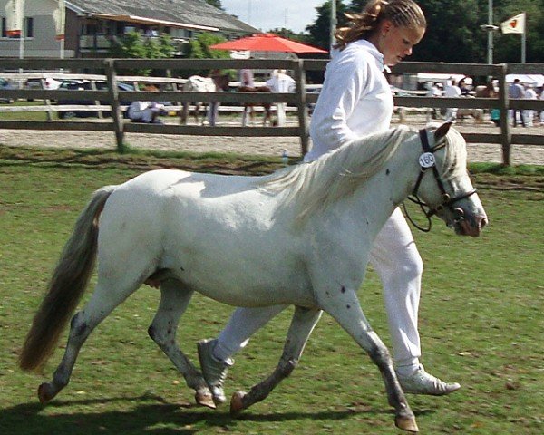 broodmare Anke‘s Dream v. d. Immetjeshoeve (Nederlands Appaloosa Pony, 2007, from Orion van Stal Ciroshet)