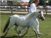 Zuchtstute Anke‘s Dream v. d. Immetjeshoeve (Nederlands Appaloosa Pony, 2007, von Orion van Stal Ciroshet)