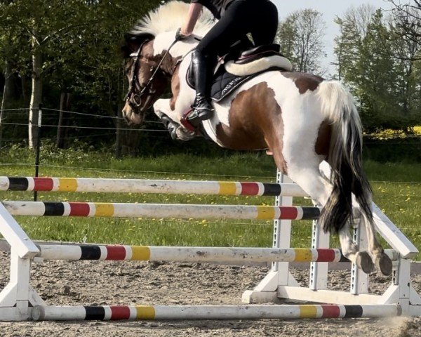 broodmare Ostia 19 (German Riding Pony, 2016, from Odin)