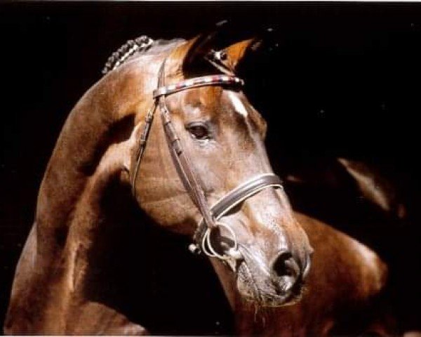 stallion Cor de la Bryère (Selle Français, 1968, from Rantzau xx)