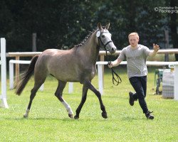 broodmare Dragon Girl (German Riding Pony, 2012, from FS Don't Worry)