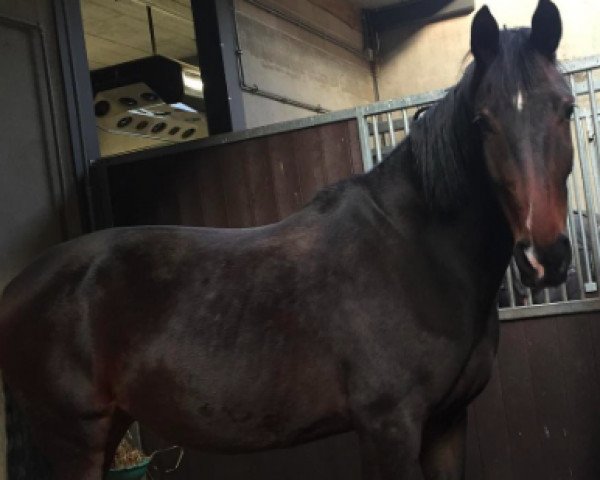 broodmare Gente (KWPN (Royal Dutch Sporthorse), 2011, from Charmeur)