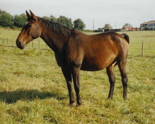 Zuchtstute Divina de Frely (Selle Français, 1991, von Jalisco B)