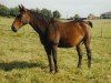 broodmare Divina de Frely (Selle Français, 1991, from Jalisco B)