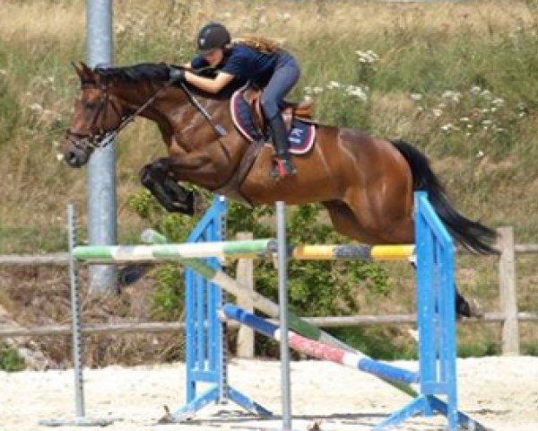 Pferd Trophee D'Argent (Selle Français, 2007, von Quick Star)