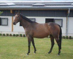 broodmare Chiara d'Argent (Selle Français, 2012, from Fétiche du Pas)