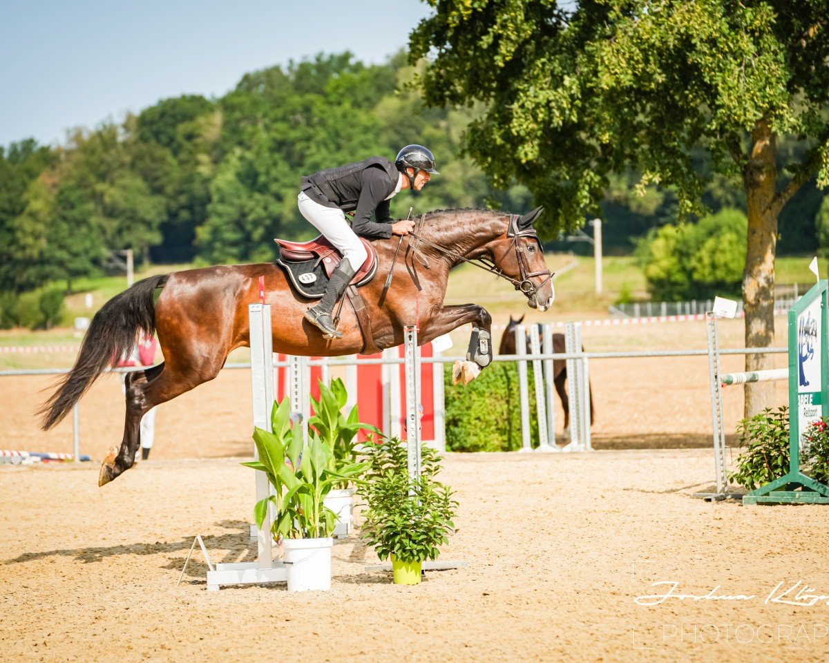 jumper Hickstead's Helene (Oldenburg show jumper, 2020, from Hickstead White)