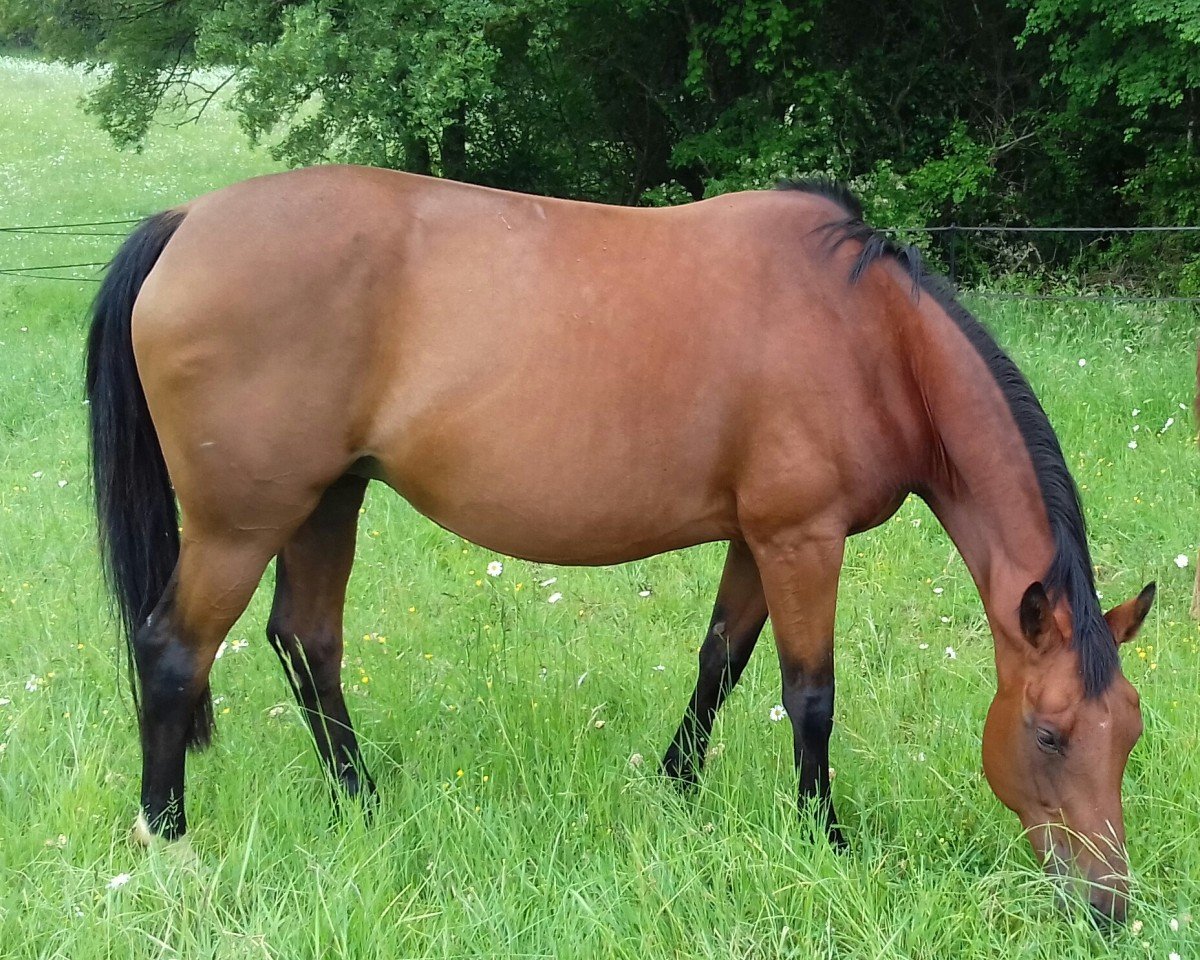 broodmare Tamoa d'Argent (Selle Français, 2007, from Quick Star)