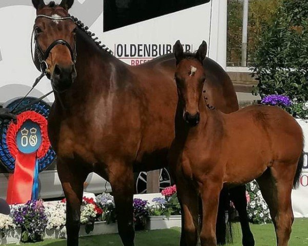 broodmare Diamantina d'Argent (Selle Français, 2013, from Diamant de Semilly)