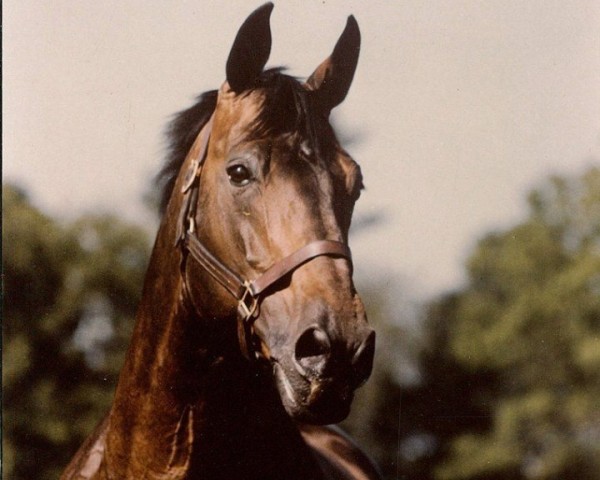 stallion Galoubet A (Selle Français, 1972, from Almé)