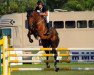 jumper Coronado (Oldenburg show jumper, 2002, from Cento)