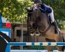 jumper Cannan D'argent (Selle Français, 2012, from Kannan)