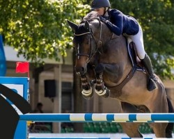 jumper Cannan D'argent (Selle Français, 2012, from Kannan)