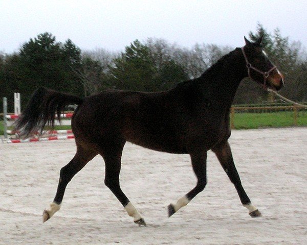 broodmare Nefertari de Mars (Selle Français, 2001, from Galoubet A)