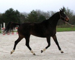 broodmare Nefertari de Mars (Selle Français, 2001, from Galoubet A)