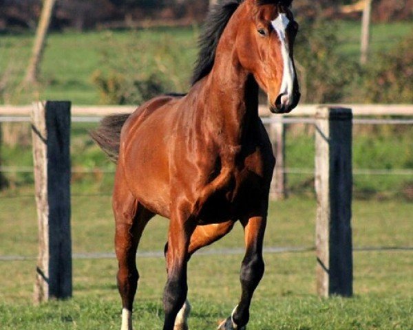 Springpferd Arezzo d'Argent (Selle Français, 2010, von Ogano Sitte)