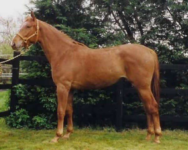 broodmare Milfan Fortune (Selle Français, 2000, from Quidam de Revel)