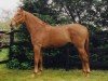 broodmare Milfan Fortune (Selle Français, 2000, from Quidam de Revel)