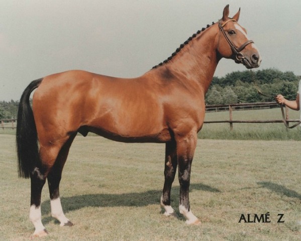 stallion Alme (Selle Français, 1966, from Ibrahim)