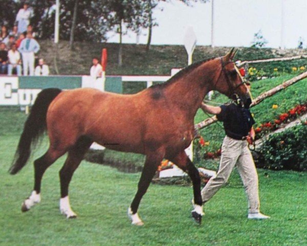 stallion Alme (Selle Français, 1966, from Ibrahim)