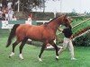 stallion Alme (Selle Français, 1966, from Ibrahim)