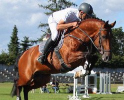 stallion Chancenreich (Oldenburg show jumper, 2011, from Cellestial)