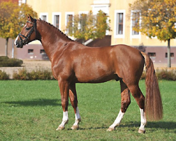 stallion Chap 47 (Oldenburg show jumper, 2004, from Cellestial)