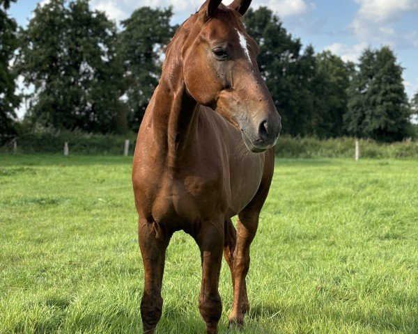 dressage horse Buddy (Hanoverian, 2017, from Bon Coeur)