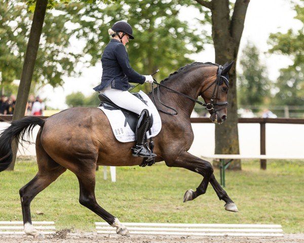 dressage horse Saltato L (Hanoverian, 2018, from Secret)