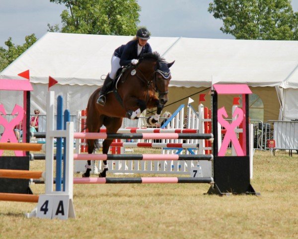 jumper Quintus P (German Sport Horse, 2010, from Question of Honour P)