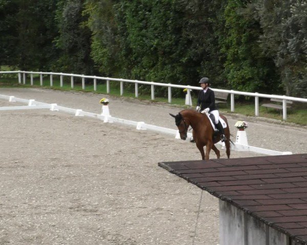 Reitturnier Zillhofen/Obb. 2024