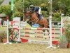 jumper Sagan van het Hollandhof (Belgium Sporthorse, 2014, from Principal Dream)