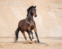 dressage horse Secret Girl CH (Oldenburg, 2019, from Scolari)