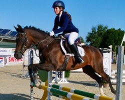 jumper Martin 49 (German Riding Pony, 2002, from Martini)