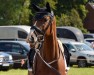 dressage horse Sir Sparrow (Oldenburg, 2020, from Sensation)